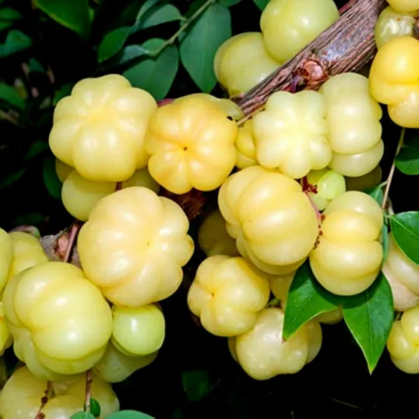 Green_Hybrid_Star_Gooseberry_Plant_(Pack_Of_1)