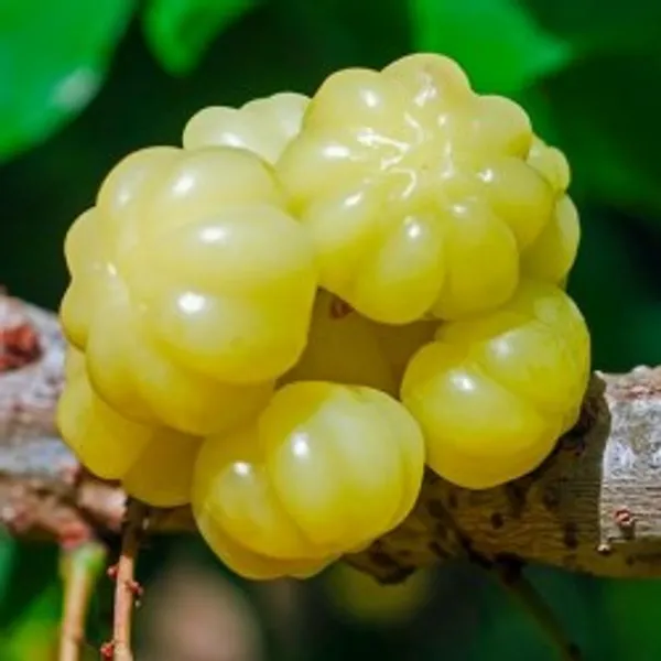Green_Hybrid_Star_Gooseberry_Plant_(Pack_Of_1)