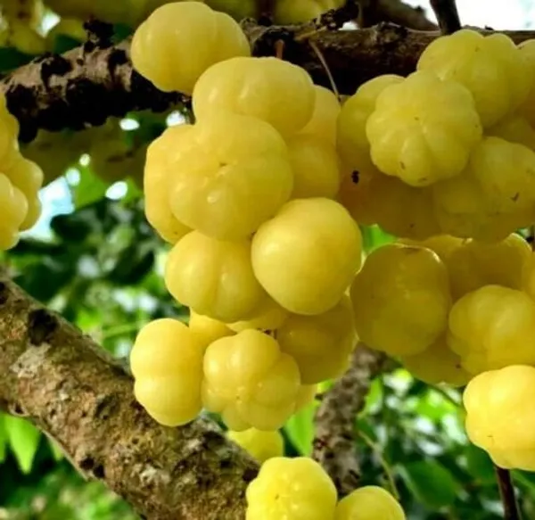 Green_Hybrid_Star_Gooseberry_Plant_(Pack_Of_1)