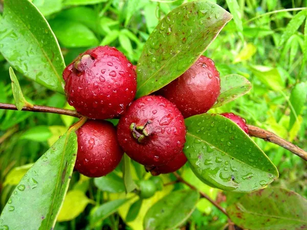 Red_Hybrid_Strawberry_Guava_Plant