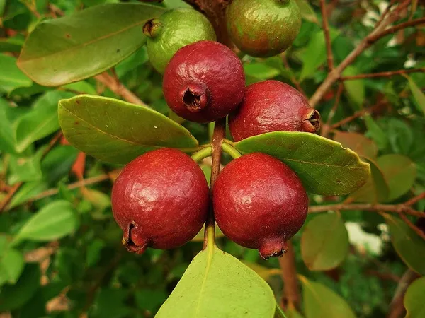 Red_Hybrid_Strawberry_Guava_Plant