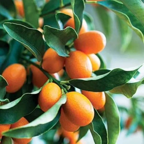 Green_Hybrid_Sweet_Lemon_Plant_|_Grafted_Plant