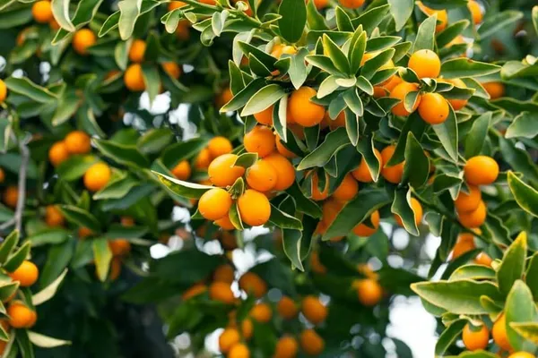 Green_Hybrid_Sweet_Lemon_Plant_|_Grafted_Plant