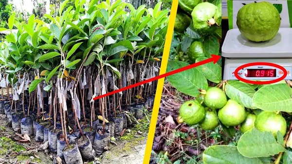 Green_Hybrid_Vnr_Guava_Plant