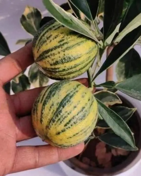Green_Hybrid_Variegated_Malta__|_Grafted_Plant