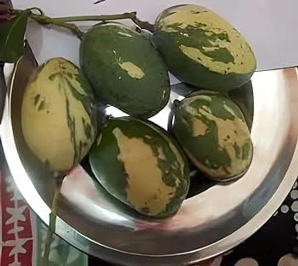 Green_Hybrid_Variegated_Mango_Grafting_Plant