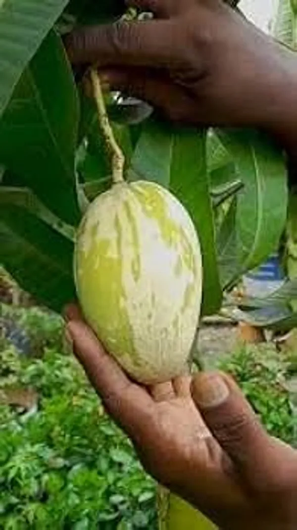 Green_Hybrid_Variegated_Mango_Grafting_Plant