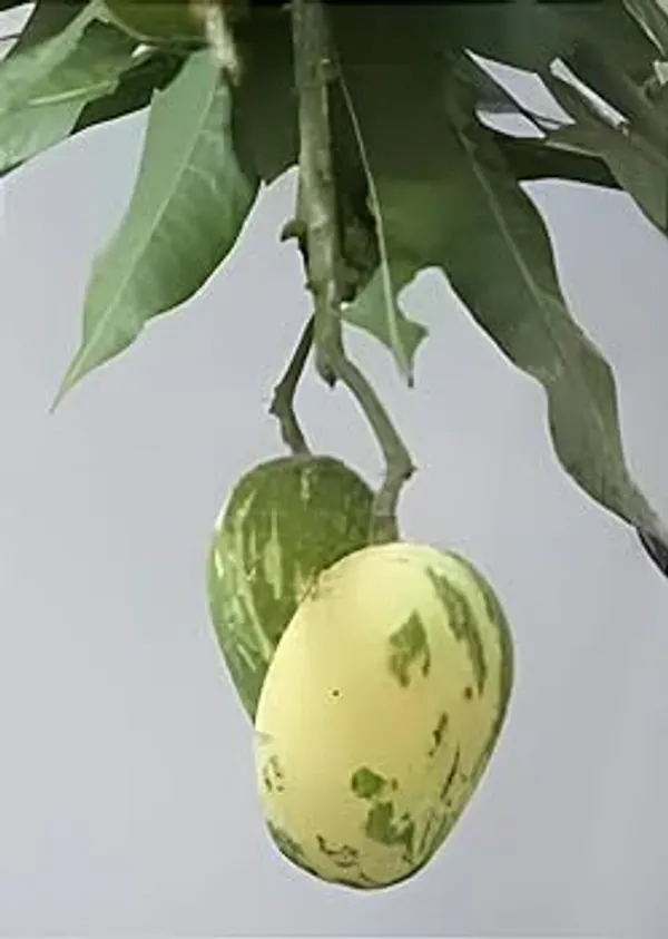 Green_Hybrid_Variegated_Mango_Grafting_Plant