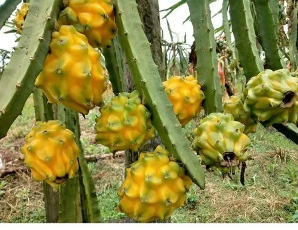 Yellow_Hybrid__Dragon_Fruit_Plant