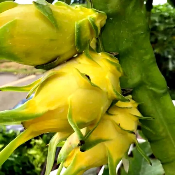 Yellow_Hybrid__Dragon_Fruit_Plant