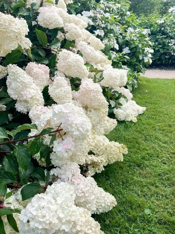 Hydrangea_Flower_Plant
