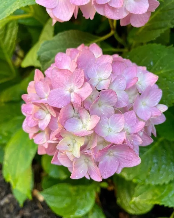 Hydrangea_Flower_Plant_Bay_Colour_18