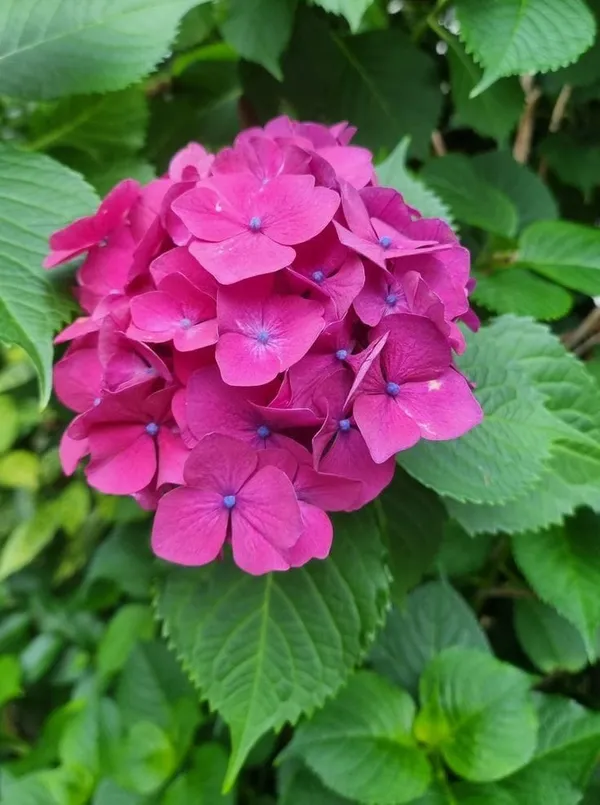 Hydrangea_Flower_Plant_Bay_Colour_19