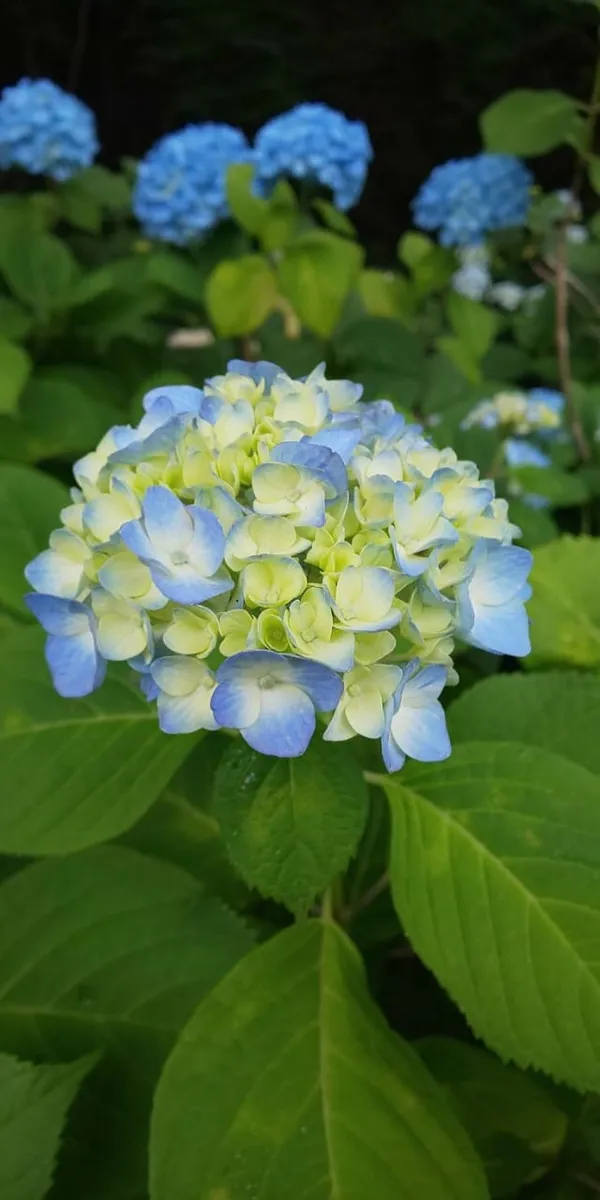 Hydrangea_Flower_Plant_Bay_Colour_21