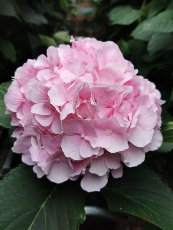 Hydrangea_Flower_Plant