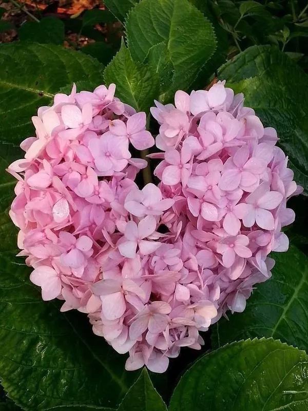 Hydrangea_Flower_Plant