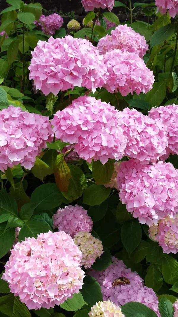 Hydrangea_Flower_Plant