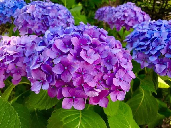 Hydrangea_Flower_Plant