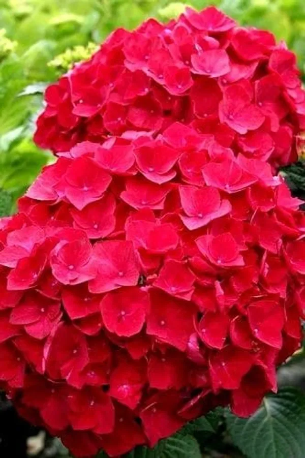 Hydrangea_Flower_Plant