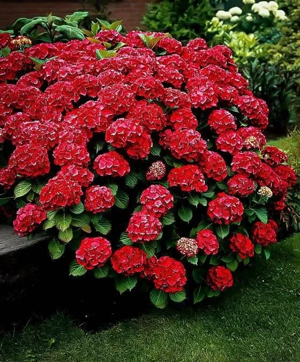 Hydrangea_Flower_Plant