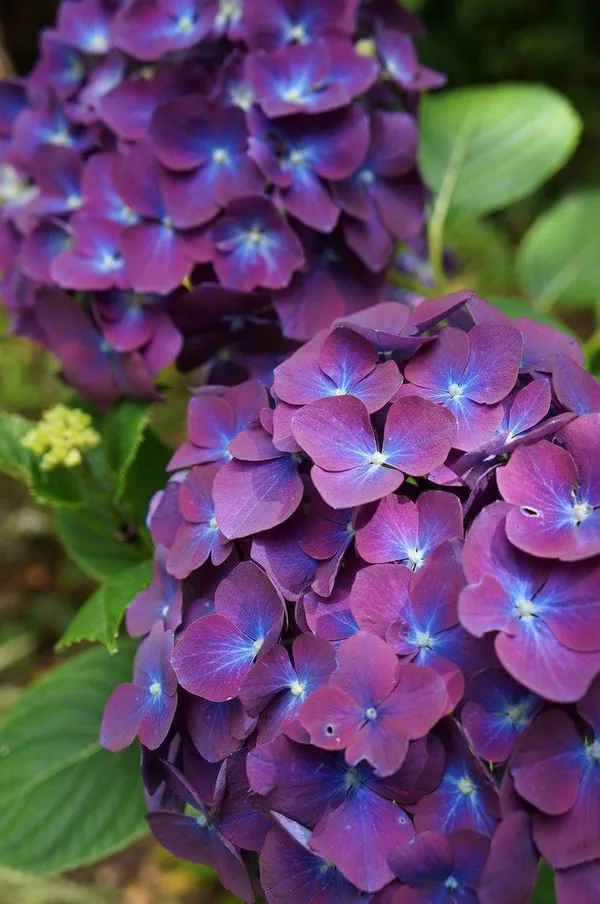 Hydrangea_Flower_Plant_Bay_Colour_6