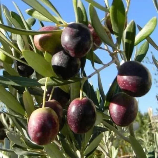 Green_Italian_Verity_Sweet_Olive_Plant