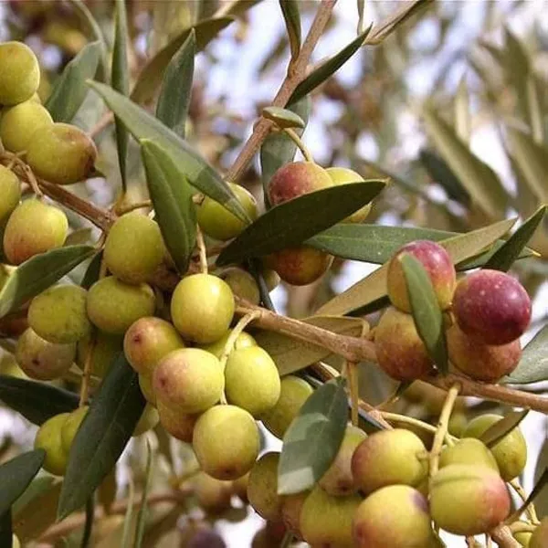 Green_Italian_Verity_Sweet_Olive_Plant