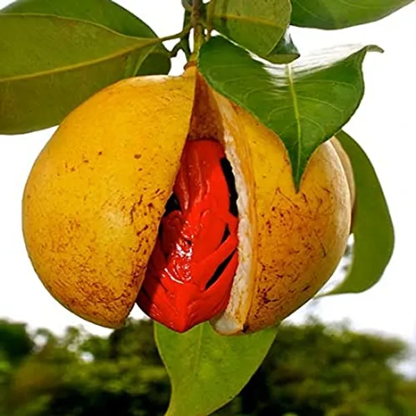 Green_Jayaphal_And_Jatiphal_-Spices-Plants