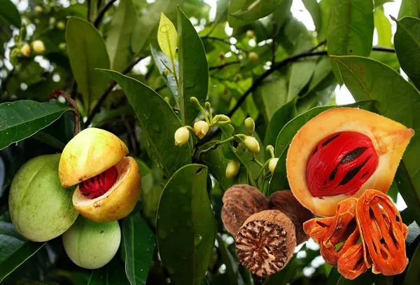 Green_Jayaphal_And_Jatiphal_-Spices-Plants
