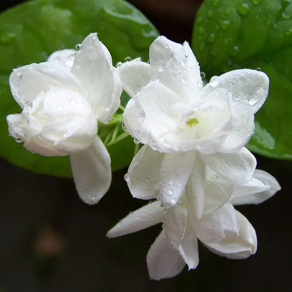 White_Jasmine_Mini_(Mogra)Flower_Plant