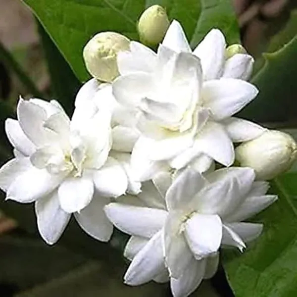 White_Jasmine_Mini_(Mogra)Flower_Plant