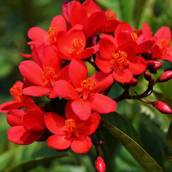 Red_Jatropha__Flower_Plant