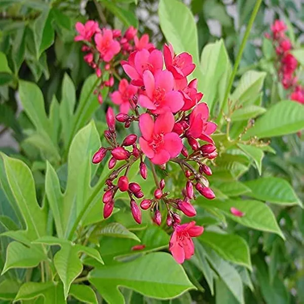Red_Jatropha__Flower_Plant