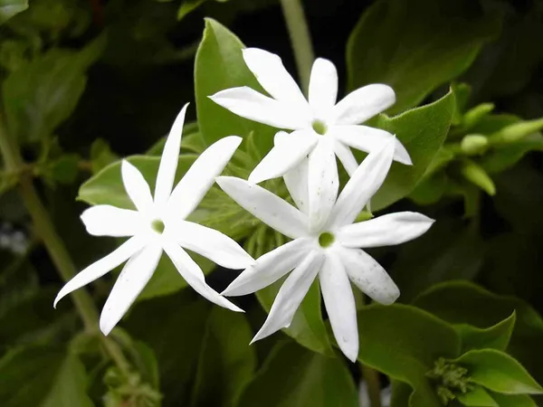 White_Juhi_Jasminum_Auriculatum_Flower