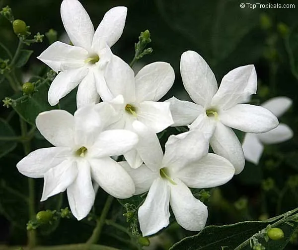 White_Juhi_Jasminum_Auriculatum_Flower