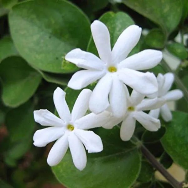 White_Juhi_Jasminum_Auriculatum_Flower