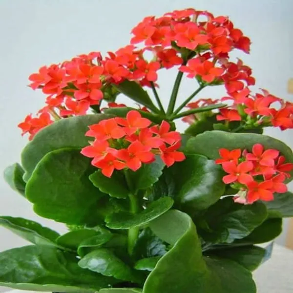 Red_Kalanchoe__Flower_Plant