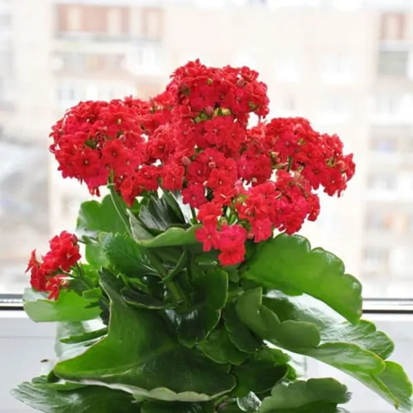 Red_Kalanchoe__Flower_Plant