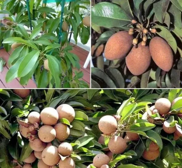 Green_Kalapati_Chiku_Plant