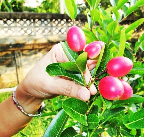 Red_Karanda_Fruit_Plant