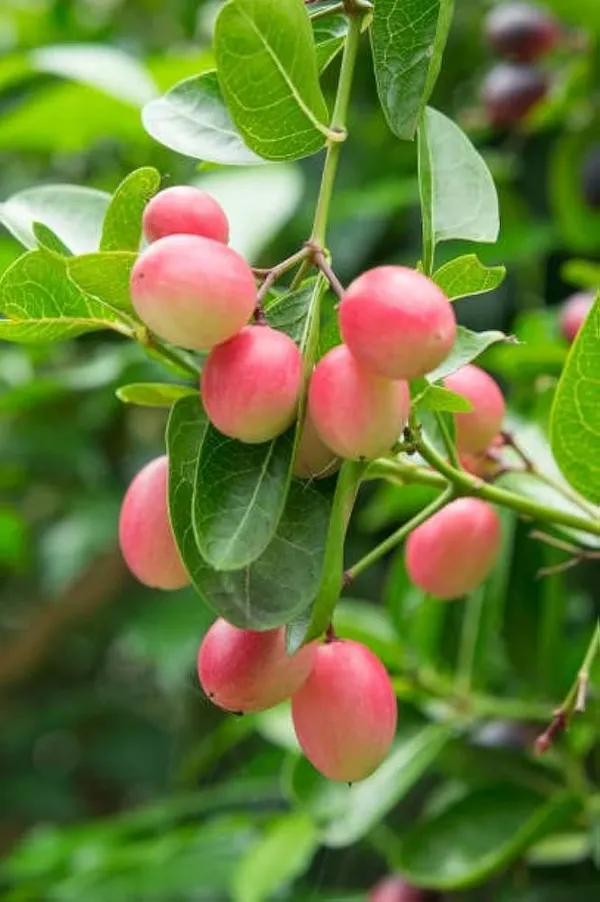 Red_Karanda_Fruit_Plant