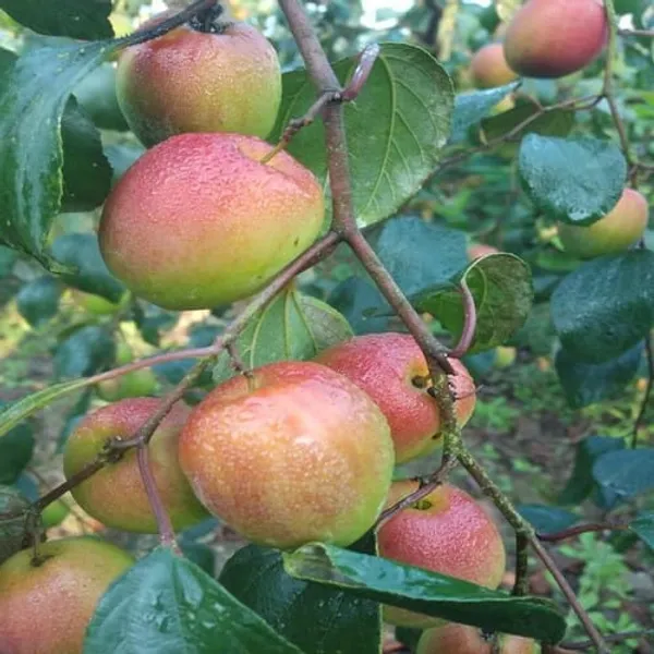 Red_Kasmiri_Apple_Ber_Plant_Grafted