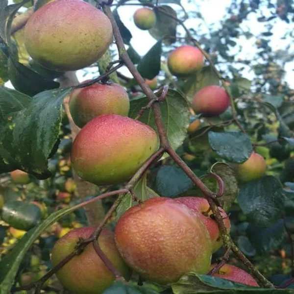 Red_Kasmiri_Apple_Ber_Plant_Grafted