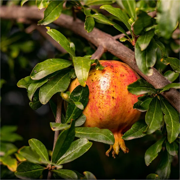 Red_Kazake_Pomegranate_Fruit_Plant