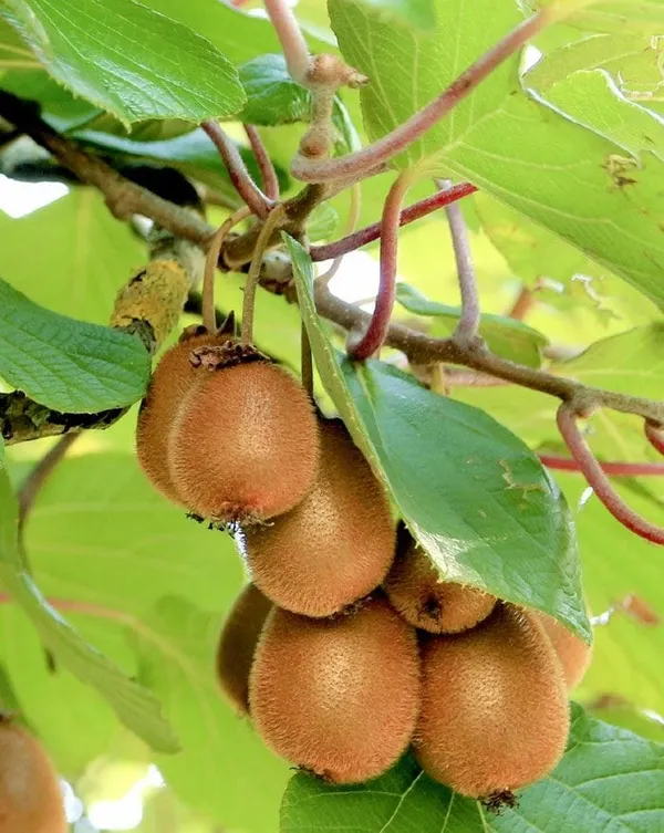 Green_Kiwi_Fruit_Plant