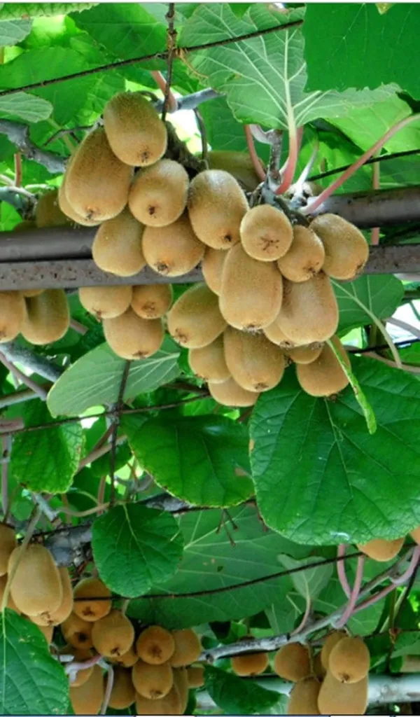 Green_Kiwi_Fruit_Plant_|_Grafting_Plant