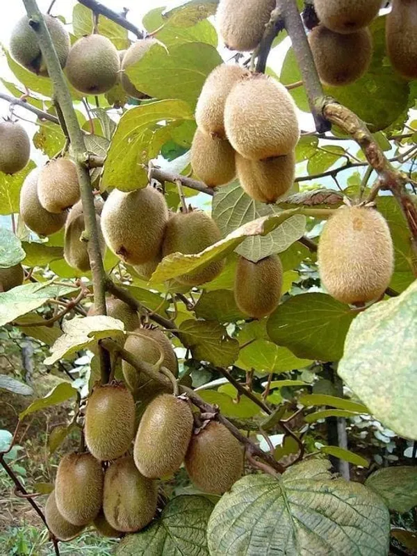 Green_Kiwi_Fruit_Plant_|_Grafting_Plant