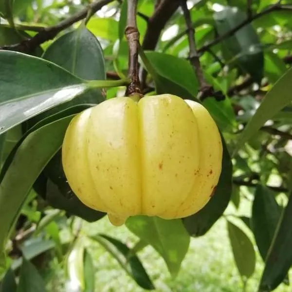 Green_Kudampuli_Fruit_Plant