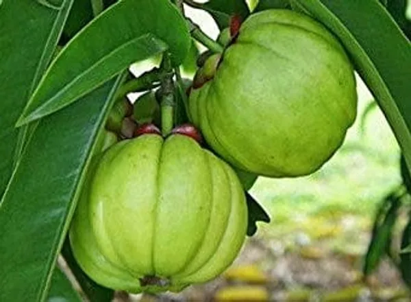 Green_Kudampuli_Fruit_Plant