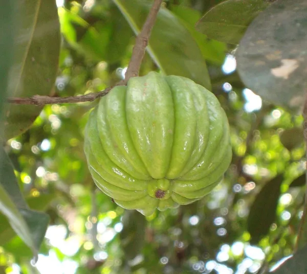 Green_Kudampuli_Fruit_Plant